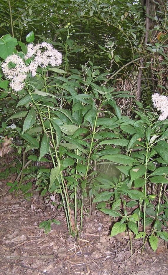 Sweet Scented Joe Pye Weed habit