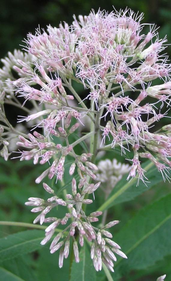 Sweet Scented Joe Pye Weed