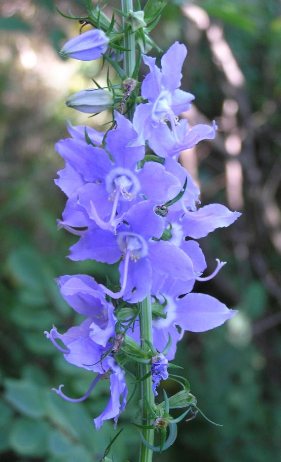 Tall Bellflower 