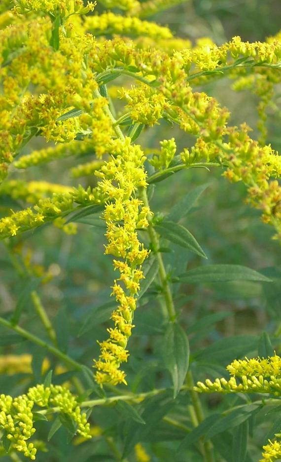 Tall Goldenrod flower