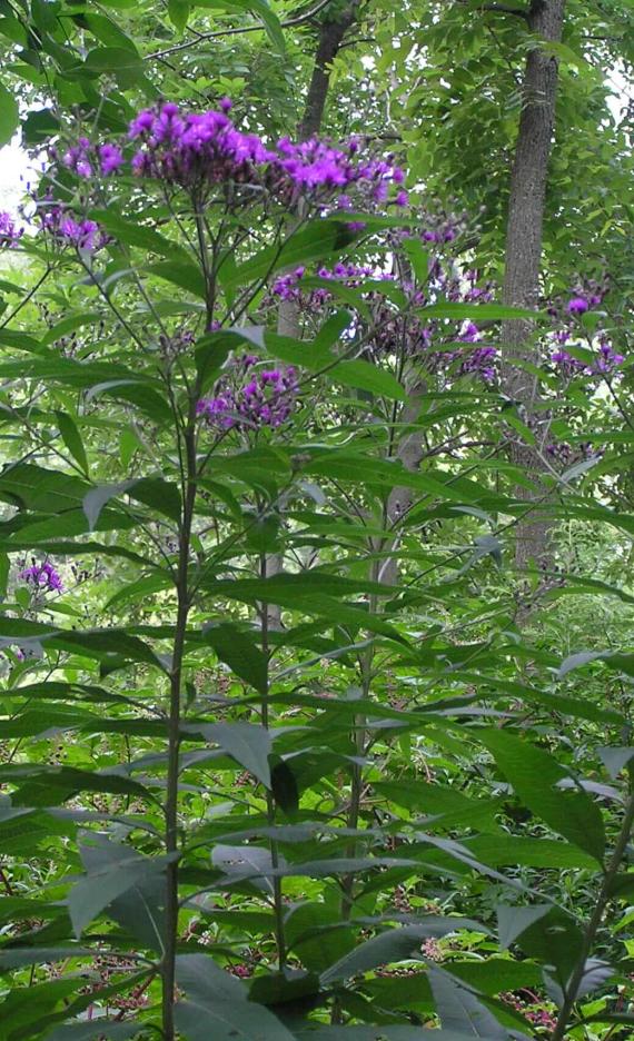 Tall Ironweed habit