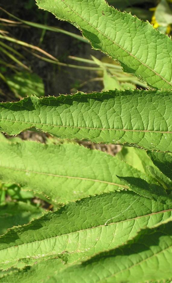 Tall Ironweed leaves