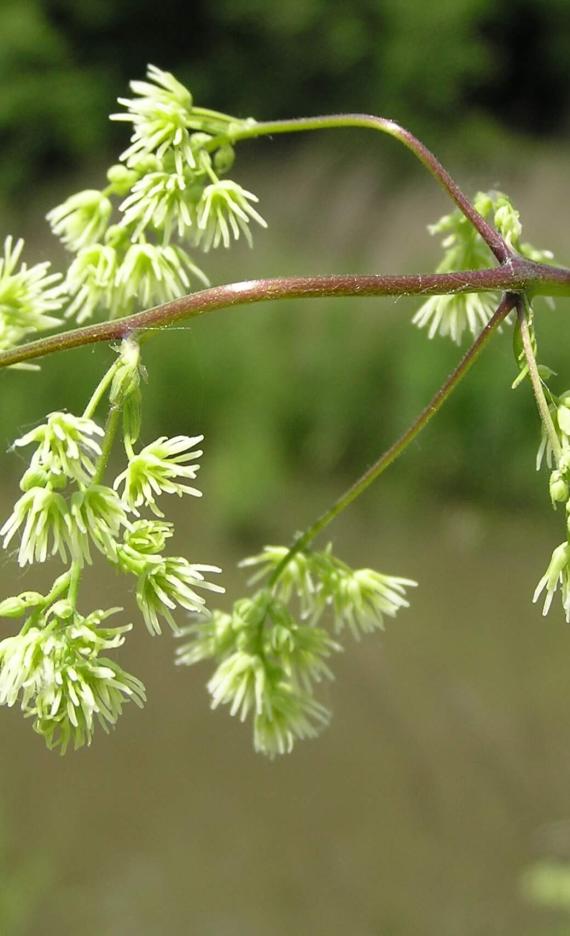 Tall Meadow Rue flower