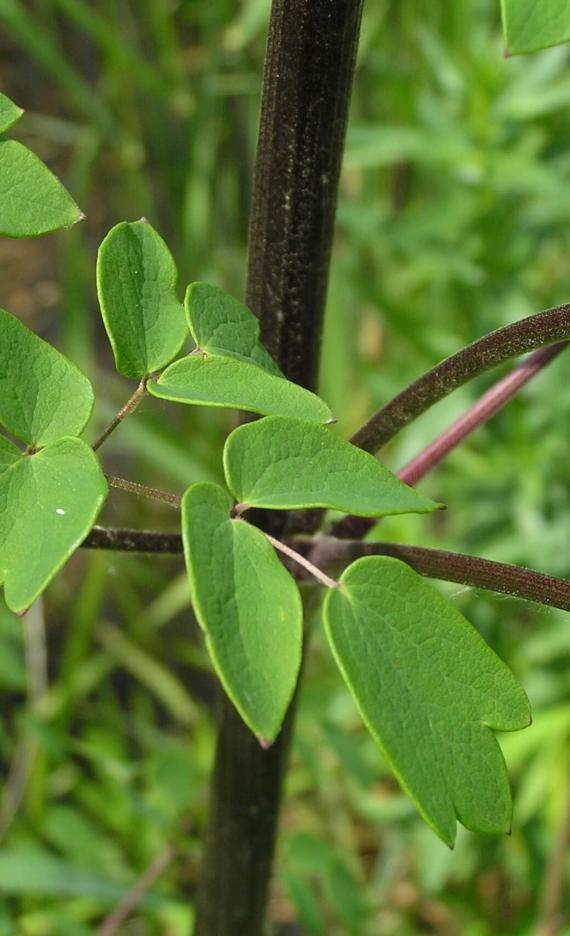 Tall Meadow Rue leaves