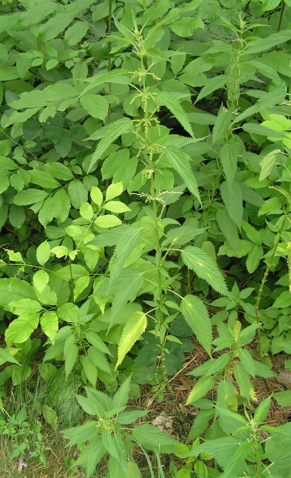 Tall Nettle habit