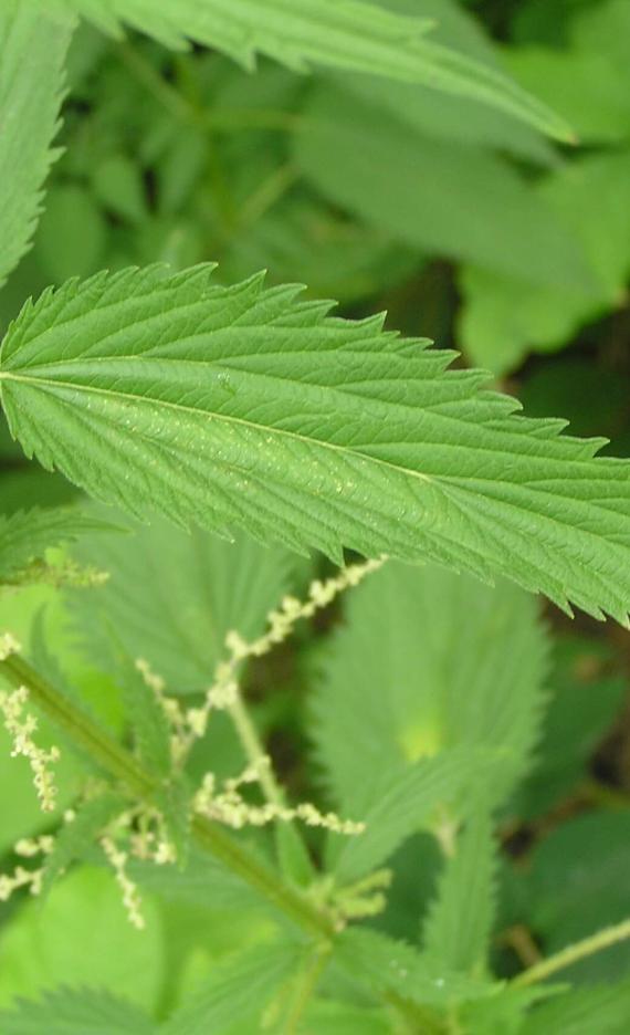 Tall Nettle leaves