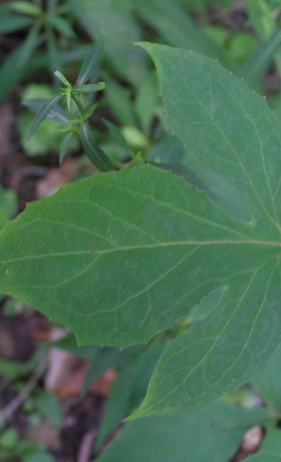 Tall Rattlesnake Root leaves