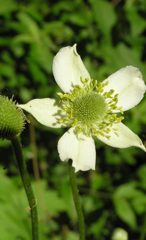 Thimbleweed flower