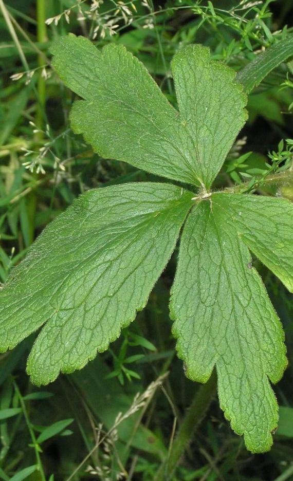 Thimbleweed leaves