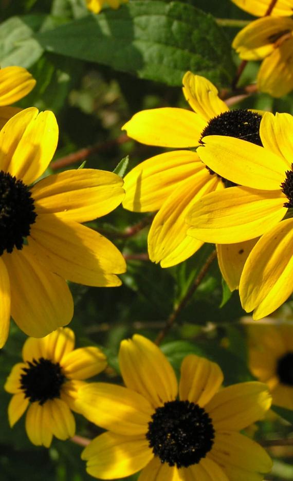 Thin Leaved Coneflower flower