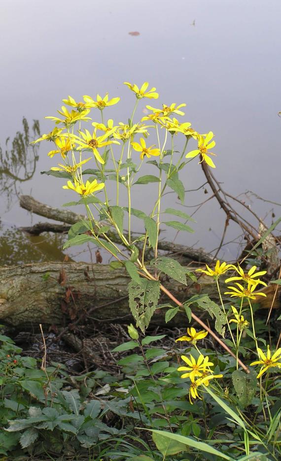 Thin leaved Sunflower habit