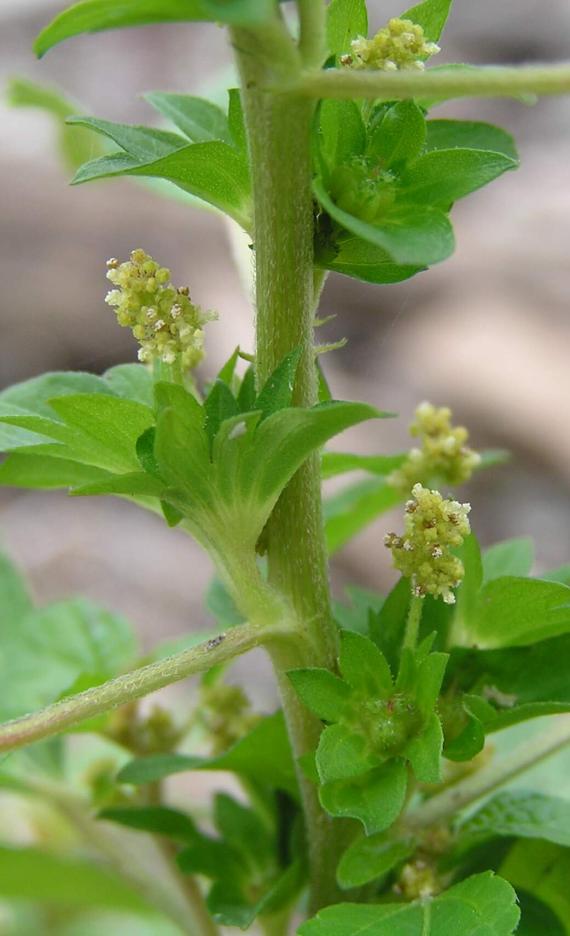 Three Seeded Mercury flower