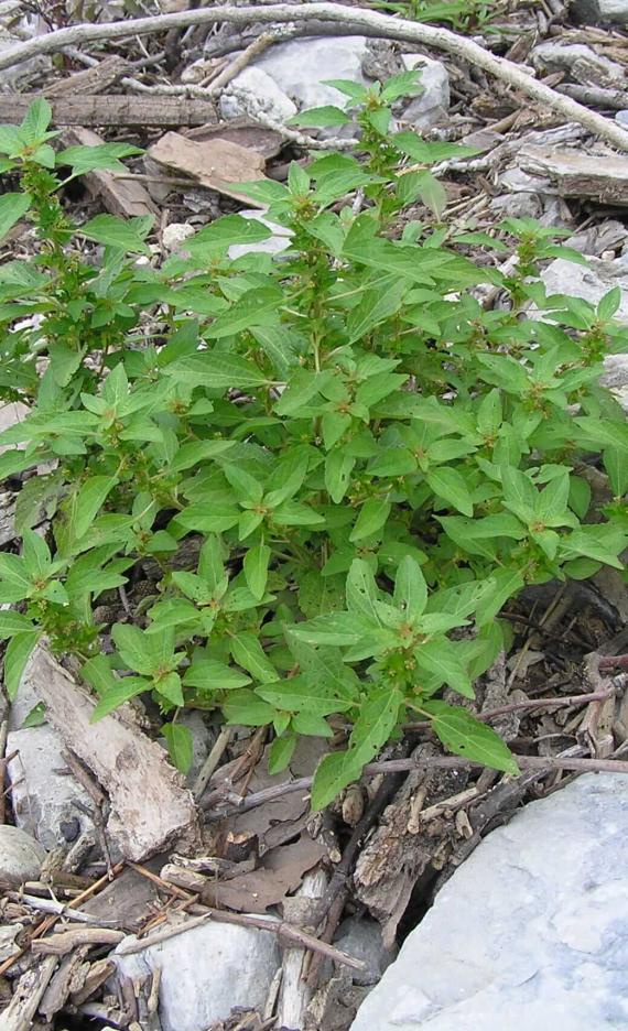 Three Seeded Mercury habit