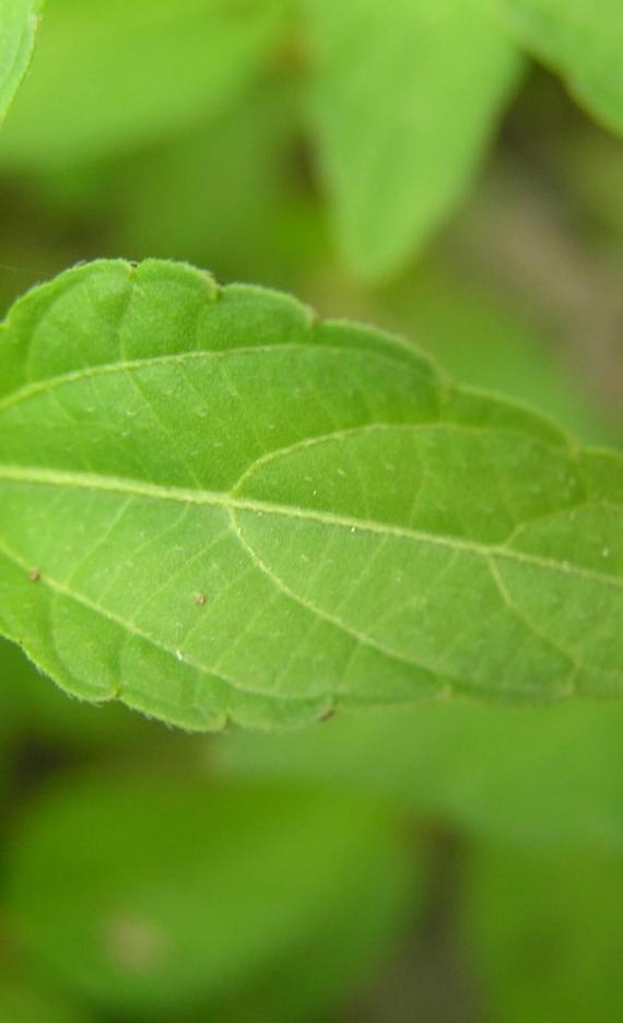 Three Seeded Mercury leaves