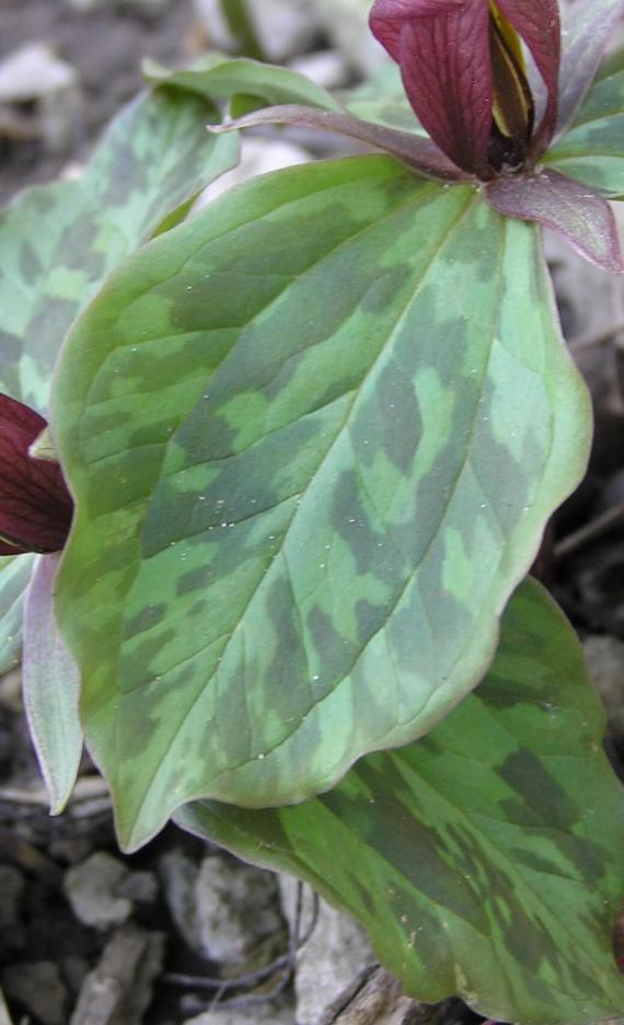 Road Trillium leaves