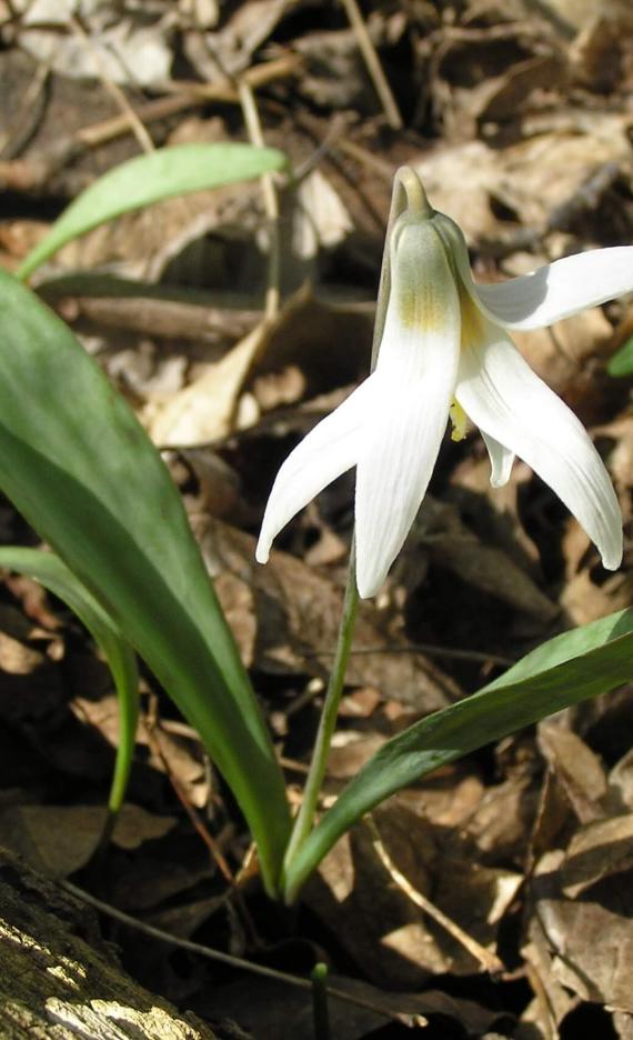 Trout Lily White 