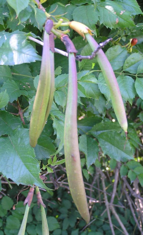 Trumpet Creeper fruit