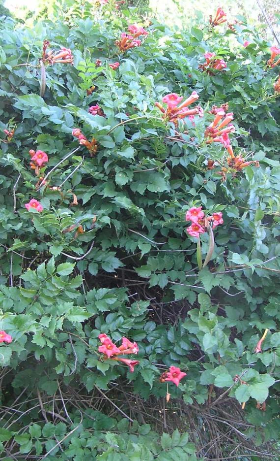 Trumpet Creeper habit