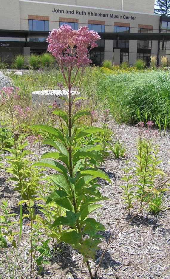 Trumpetweed habit