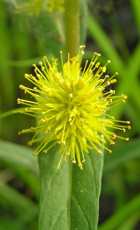 Tufted Loosestrife flower