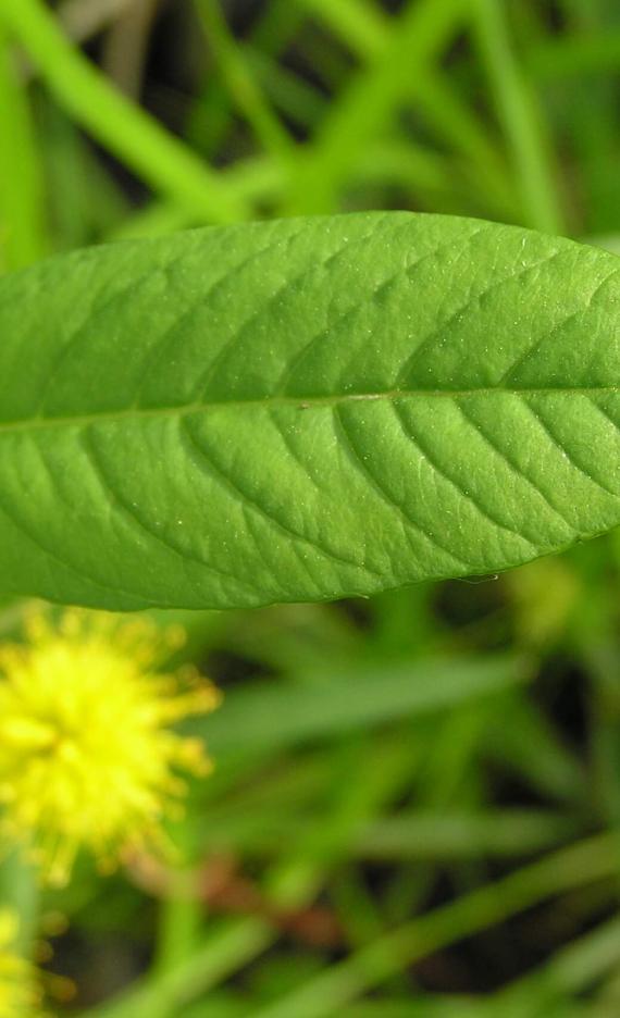 Tufted Loosestrife leaves