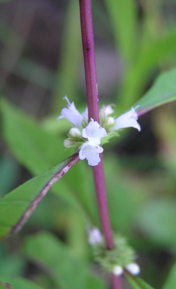 Virginia Bugleweed flower