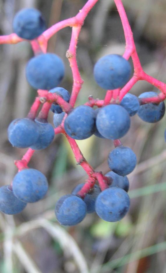 Virginia Creeper fruit