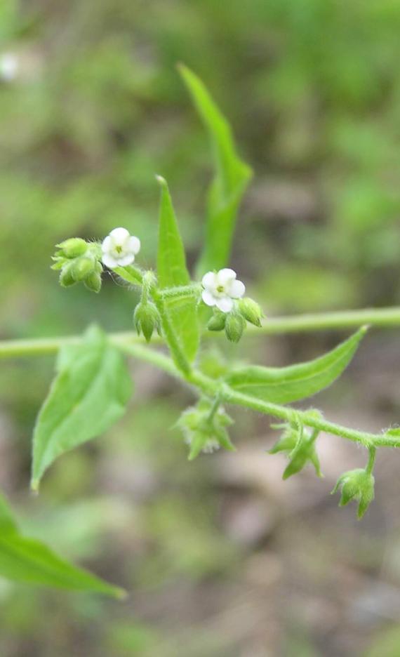 Virginia Stickseed flower