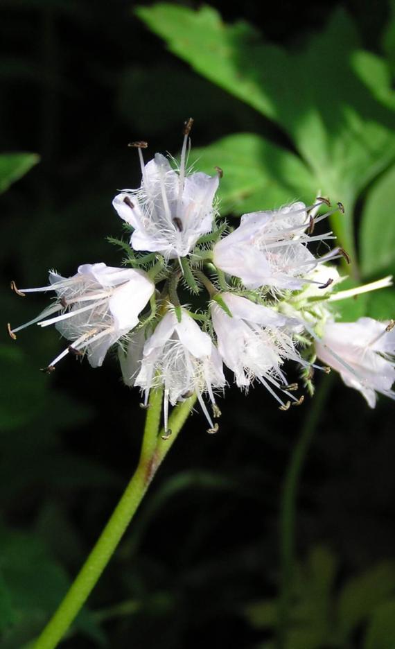 Virginia Waterleaf flower