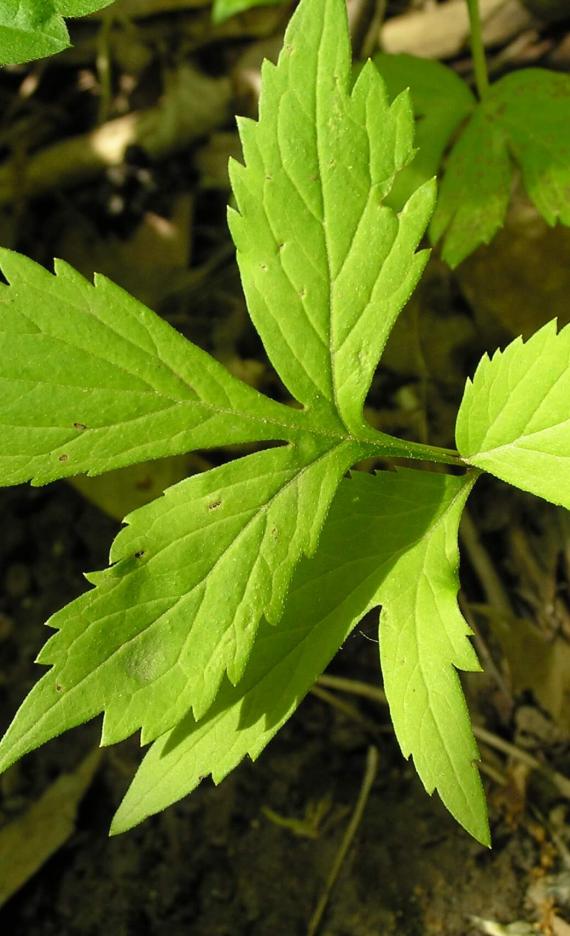 Virginia Waterleaf leaves