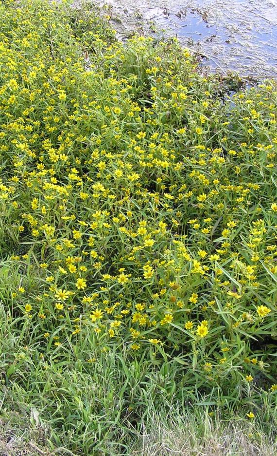 Water Marigold habit