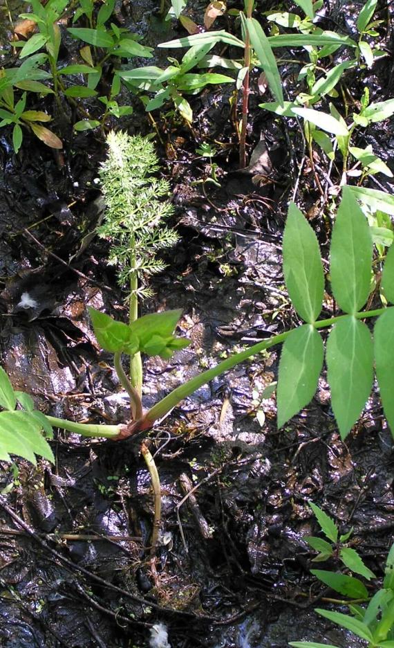 Water Parsnip habit