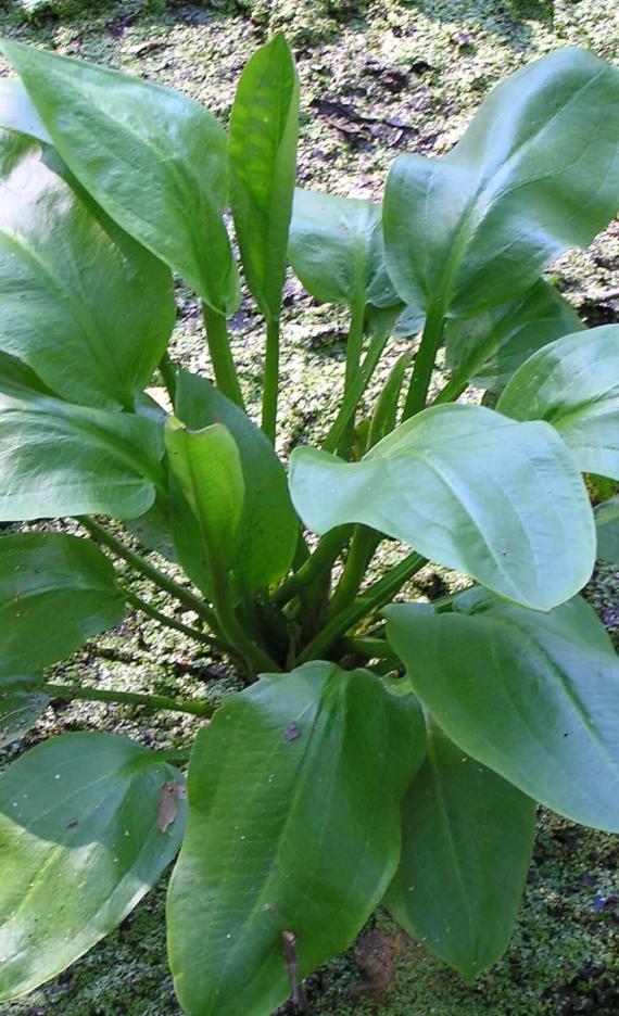 Water Plantain habit