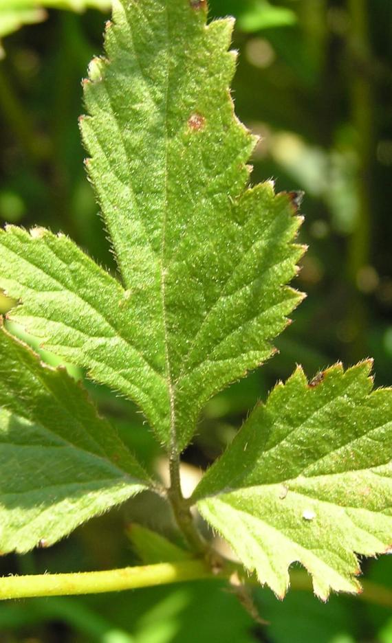 White Avens leaves