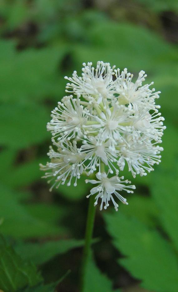 White Baneberry flower