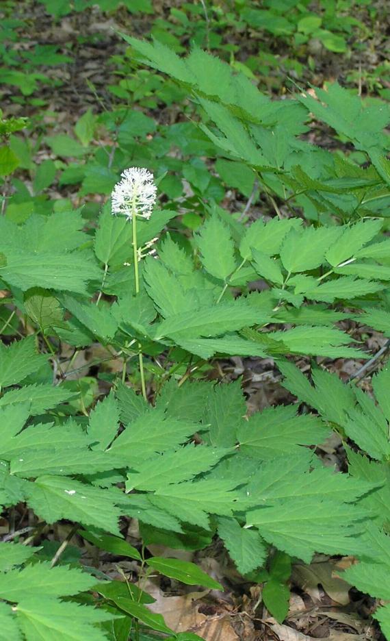 White Baneberry habit