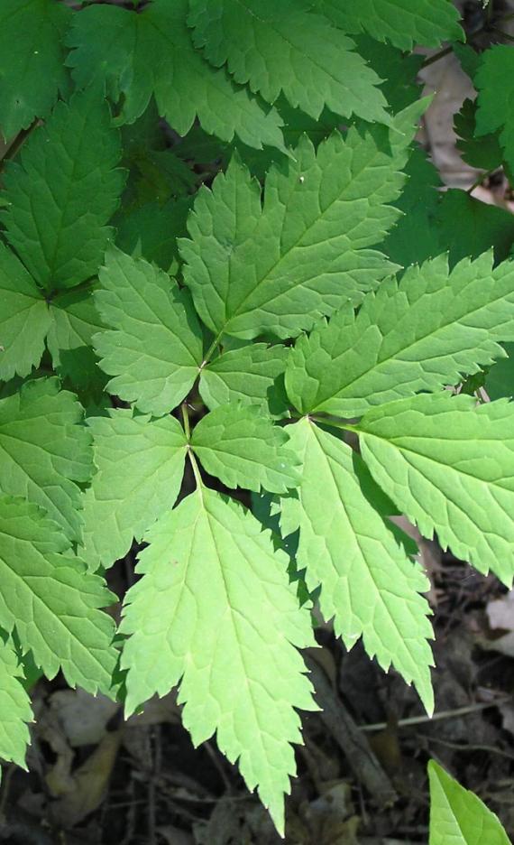 White Baneberry leaves