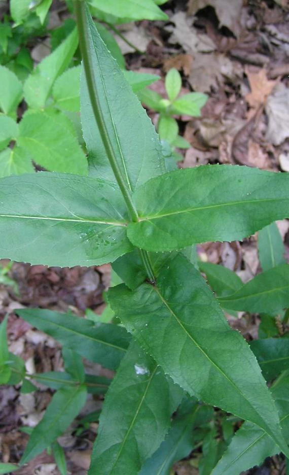 White Beardtongue leaves