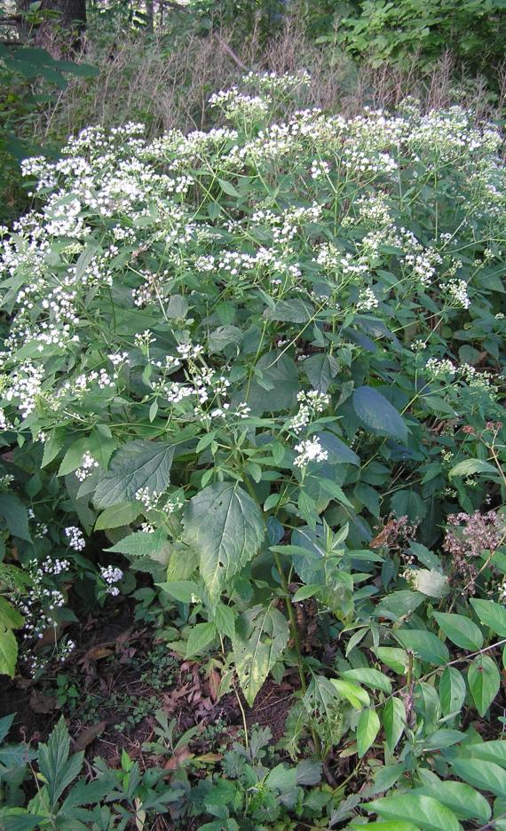 White Snakeroot habit