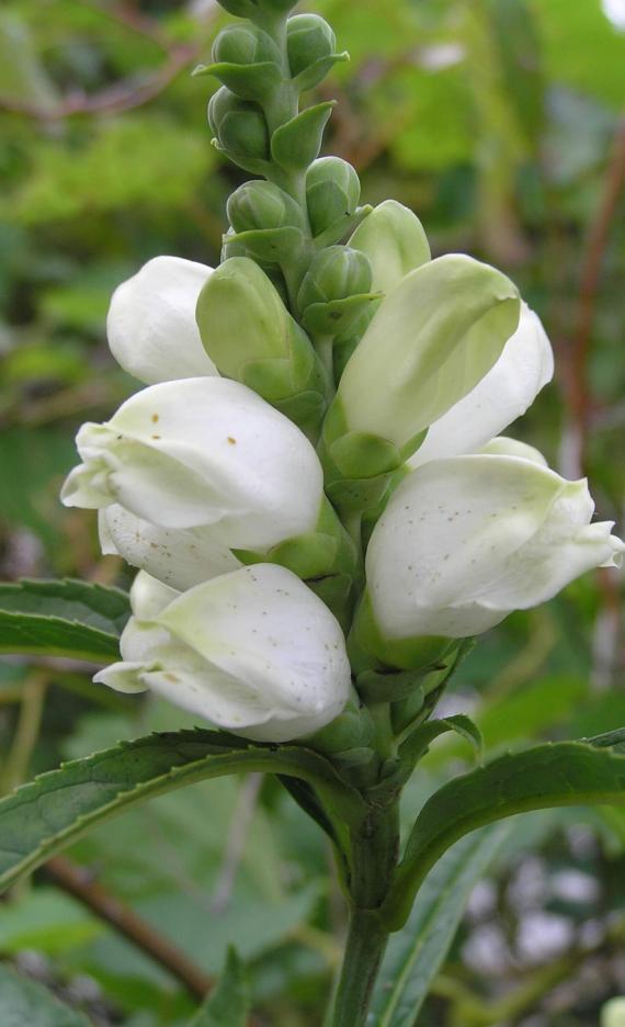 White Turtlehead flower