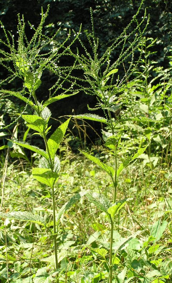 White Vervain habit