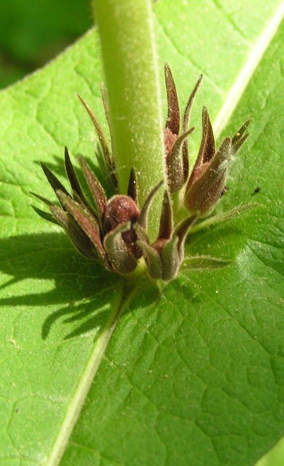 Wild Coffee flower