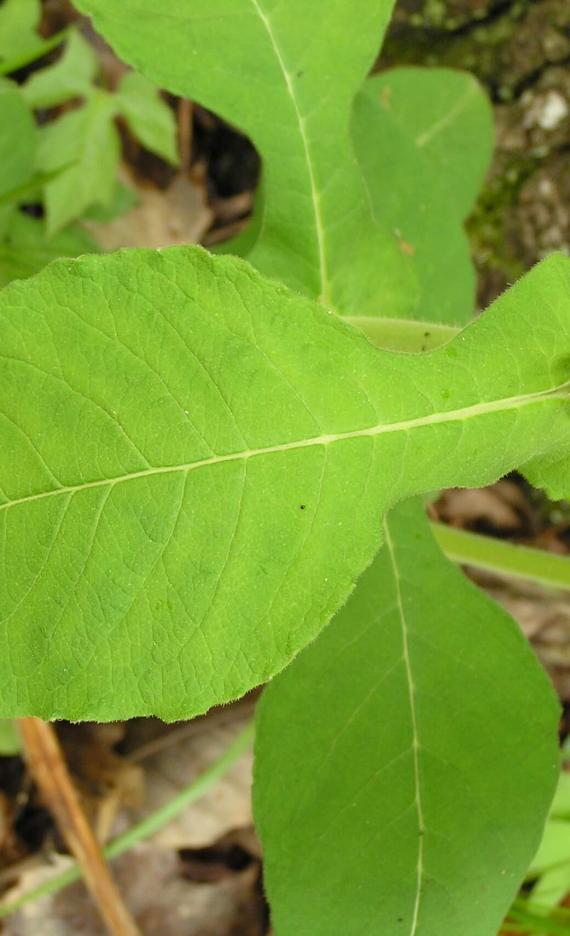 Wild Coffee leaves