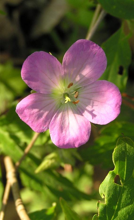 Wild Geranium habit