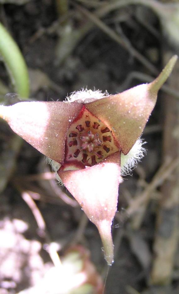 Wild Ginger flower