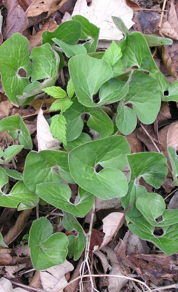 Wild Ginger habit