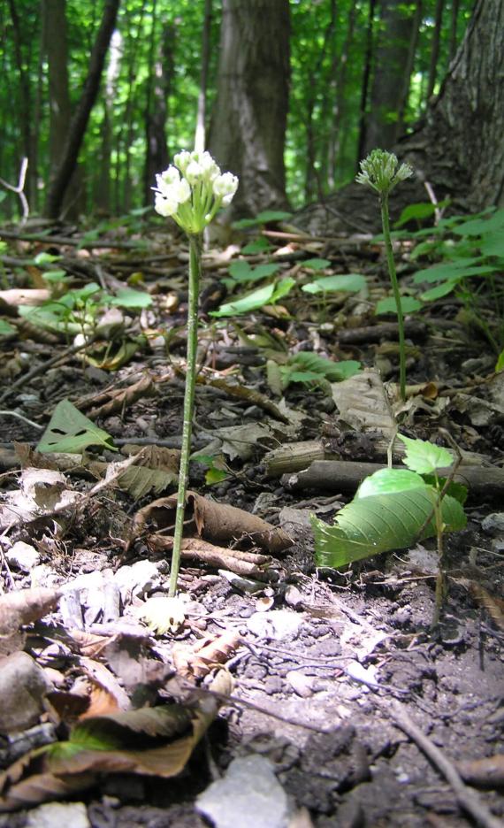 Wild Leek habit