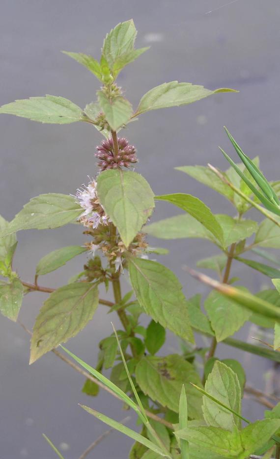 Wild Mint habit