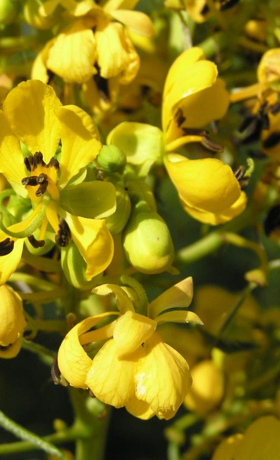 Wild Senna flower