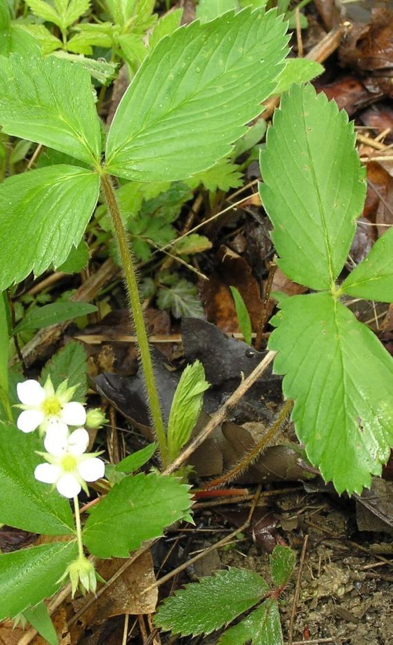 Wild Strawberry habit